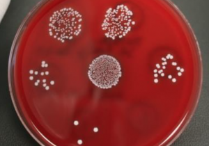 http://Microbionta